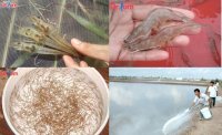 Tìm hiểu về kinh nghiệm nuôi tôm thẻ chân trắng