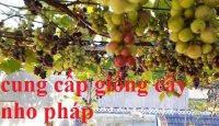 Nho pháp, nho pháp lùn, Nho Lùn Pháp F1 cao sản siêu năng suất, siêu lùn - Trồng cảnh lúc lỉu quả