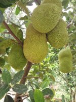 Cung cấp cây giống chất lượng - Giống mít Thái siêu sớm