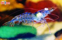 Tác hại của bệnh phát sáng ở tôm và cách phòng trị bệnh hiệu quả