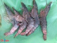 Bệnh đỏ thân trên tôm sú có nguyên nhân và biểu hiện như thế nào?