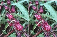 Hoa atiso đỏ giá bao nhiêu 1 kg?