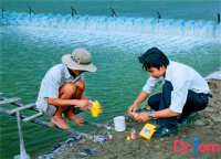 Dấu hiệu nhận biết các bệnh thường gặp ở tôm thẻ chân trắng