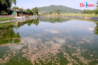 Cách xử lý khí độc trong ao nuôi tôm hiểu quả nhất hiện nay