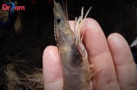Tìm hiểu bệnh đen mang ở tôm thẻ chân trắng và cách phòng trị