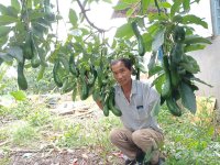 Cung cấp giống bơ 034 đầu dòng - Vườn bơ 034 Dậu Loan