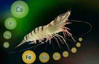 Khoáng chất có vai trò như thế nào đối với sự phát triển của tôm?