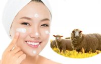 Nhau thai cừu có tác dụng gì?