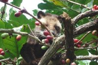 Cách cầy vòi hương tạo ra cà phê