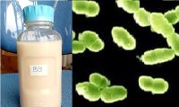 Những điều bạn chưa biết về men vi sinh Bacillus Clausii