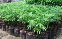 Ưu nhược điểm của giống cây chiết cành và giống cây ghép