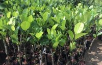 Chia sẻ kinh nghiệm chọn giống cây trồng lâu năm