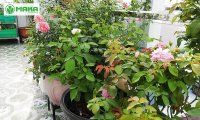 Công ty Maka Việt Nam – Cung cấp giải pháp tưới tự động cho khu vườn