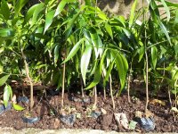 Chi tiết về giống cây kim giao quý hiếm, kỹ thuật trồng và chăm sóc cây cây kim giao