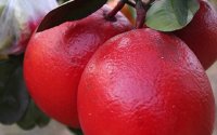 Kỹ thuật và cách trồng bưởi đỏ Luận Văn - Bưởi đỏ tiến Vua