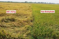 Những điều chưa biết về phân bón công nghệ Nano