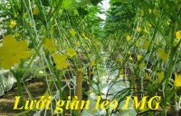 Mua lưới leo giàn cho mướp, bầu bí giá tốt tại quận Nam Từ Liêm, TP Hà Nội