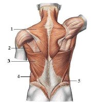 Đau thắt lưng do nguyên nhân nào? Điều trị được không?