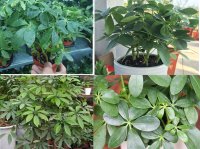 Cây ngũ gia bì loại cây đuổi muỗi siêu hiệu quả, mang lại may mắn tài lộc