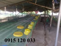 Lưới nhựa cứng không rỉ sét dùng vây, rào, lót sàn vật nuôi hiệu quả