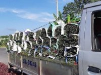 Kinh nghiệm tìm mua cỏ trang trí sân vườn tại TPHCM