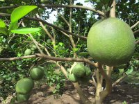Tìm hiểu đặc tính giống bưởi da xanh choai