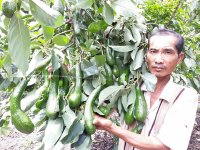 Đặc Điểm Bơ 034 - Vườn Bơ 034 Dậu Loan