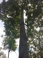 Giống cây gù hương