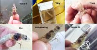 Phân Tích Về Gan Tụy Của Tôm Thẻ Chân Trắng