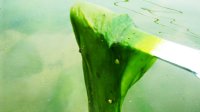 Phương Pháp Cắt Tảo Hiệu Quả