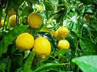 Kĩ thuật trồng cây chanh vàng
