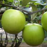 Đặc điểm cây Táo Thái