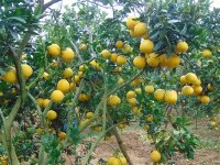 Kỹ thuật chăm sóc cây bưởi Diễn thời kỳ phát triển quả non