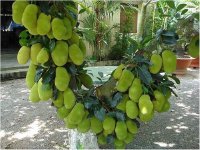 Một số bệnh trên cây mít