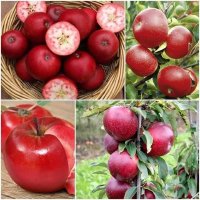 Giống cây táo tây đỏ