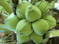 Giống cây dừa Xiêm