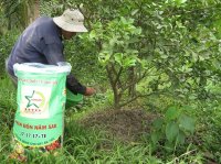 Một số lưu ý khi bón phân cho cây ăn trái