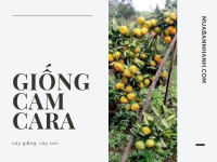 Giống cây cam Ca-ra