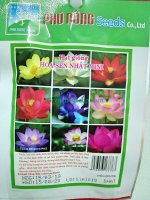 Cách ươm hạt giống sen mini Nhật đơn giản ai cũng làm được