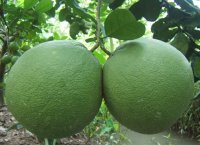 Cây giống bưởi da xanh hiệu quả kinh tế cao tại Gia Lâm, Hà Nội