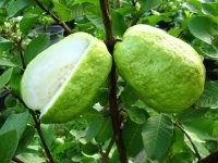 Hướng dẫn cách trồng ổi Đài Loan