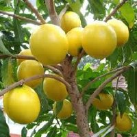 Cách trồng cây vú sữa vàng Hoàng Kim