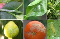 Biện pháp phòng ngừa sâu bệnh hại cây chanh