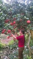 Cung cấp giống cây bưởi đỏ Luận Văn