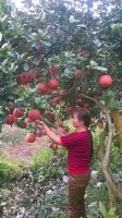 Kỹ thuật trồng bưởi đỏ luận văn