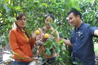 Tham quan vườn vú sữa Hoàng Kim