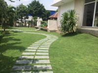 Báo giá Cỏ nhung Nhật Cỏ sân vườn cỏ trang trí TPHCM