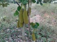 Kỹ thuật trồng mít Malaysia cho năng suất cao