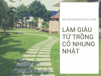 Làm giàu từ trồng cỏ nhung Nhật - Vườn cỏ nhung Nhật trên MuaBanNhanh