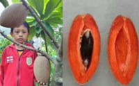 Khám phá kinh ngạc giống hồng xiêm ruột đỏ cho trái ‘khủng’ 2kg/quả